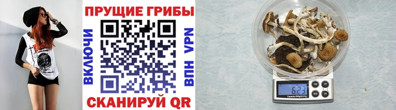 купить закладку  Северская  Галлюциногенные грибы Psilocybine cubensis 